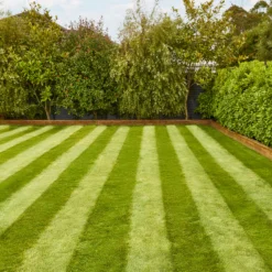 Verve Fine English Grass Seeds, 1.25kg -Garden Care Shop verve fine english grass seeds 1 25kg3663602947592 02i