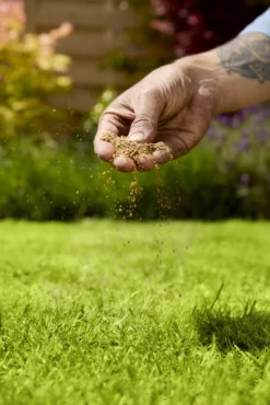 Verve Mamaterra Lawn Feed Granules 100m² 2.5kg -Garden Care Shop verve mamaterra lawn feed granules 100m 2 5kg5063022034779 02i