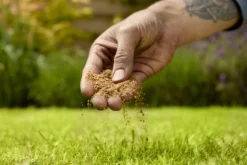 Verve Mamaterra Lawn Feed Granules 100m² 2.5kg -Garden Care Shop verve mamaterra lawn feed granules 100m 2 5kg5063022034779 03i