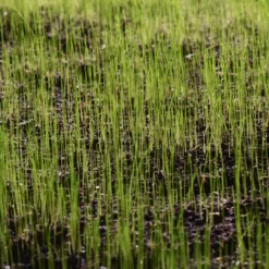 Verve Shady Grass Seeds, 1.25kg 11 Verve Shady Grass Seeds, 1.25kg -Garden Care Shop verve shady grass seeds 1 25kg3663602947516 10i