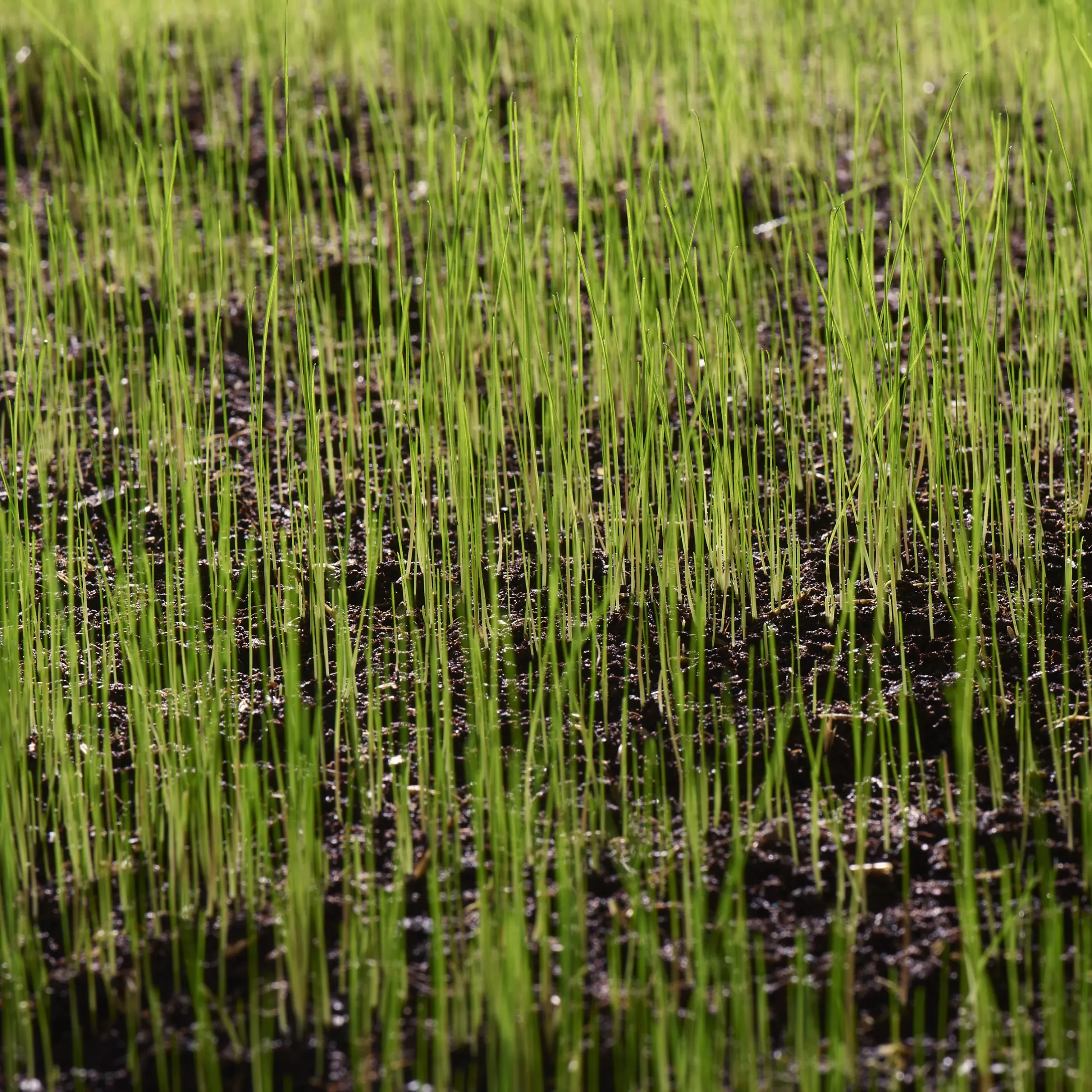 Verve Shady Grass Seeds, 1.25kg 6 Verve Shady Grass Seeds, 1.25kg - Image 6