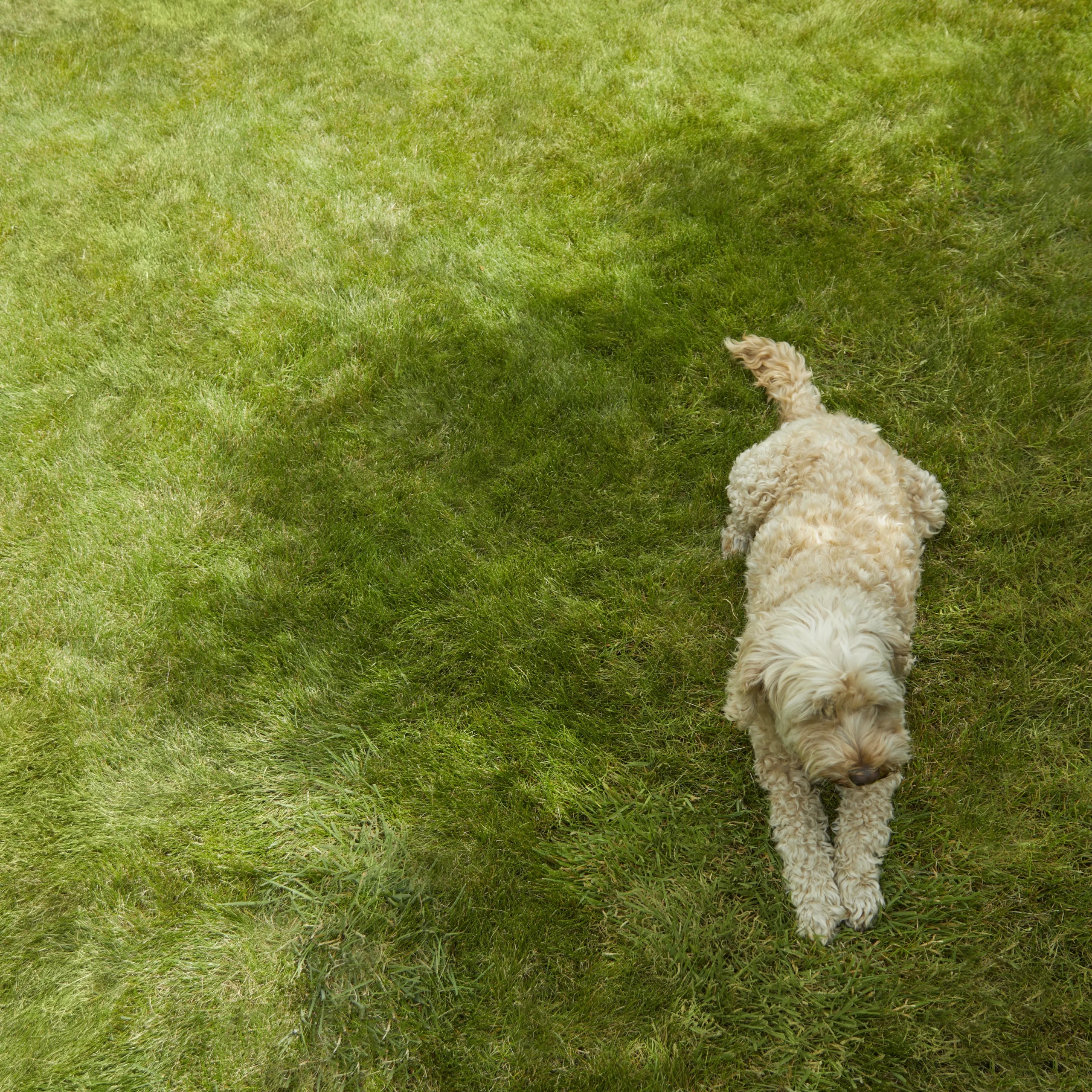 Verve Shady Grass Seeds, 1.25kg 3 Verve Shady Grass Seeds, 1.25kg - Image 3