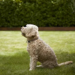 Verve Shady Grass Seeds, 1.25kg 9 Verve Shady Grass Seeds, 1.25kg -Garden Care Shop verve shady grass seeds 1 25kg3663602947554 02i