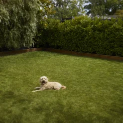 Verve Shady Grass Seeds, 1.25kg 10 Verve Shady Grass Seeds, 1.25kg -Garden Care Shop verve shady grass seeds 1 25kg3663602947554 03i