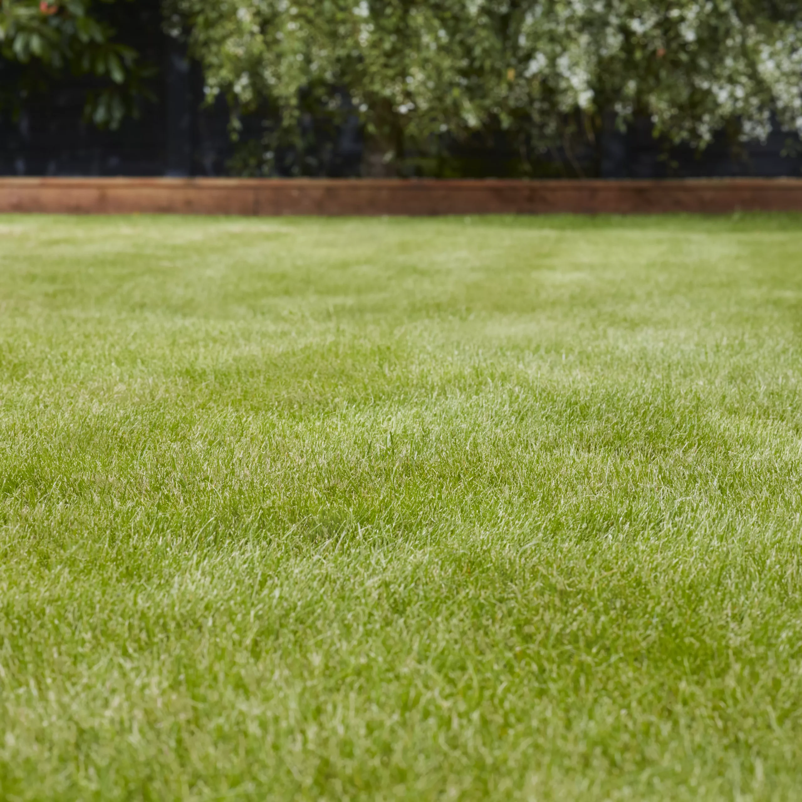 Verve Universal Grass Seeds, 5kg 3 Verve Universal Grass Seeds, 5kg - Image 3